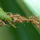 Illustration for article titled What are the most aggressive ants in the world?